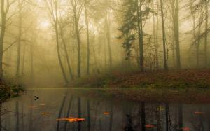 Nature, Landscape, Mist, Forest, Morning, Trees, Leaves, Water, Reflection, Calm wallpaper thumb