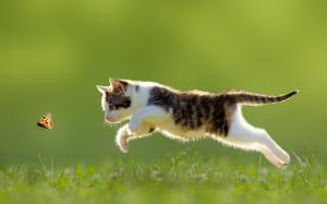Cat, butterfly, jumping, grass wallpaper thumb
