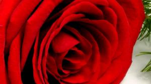 Rose So Red wallpaper thumb