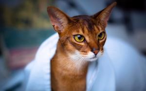 Abyssinian Cat in White Towel wallpaper thumb