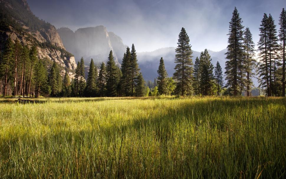 Meadow, Yosemite Valley, early morning, trees wallpaper,Meadow HD wallpaper,Yosemite HD wallpaper,Valley HD wallpaper,Early HD wallpaper,Morning HD wallpaper,Trees HD wallpaper,1920x1200 wallpaper