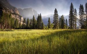 Meadow, Yosemite Valley, early morning, trees wallpaper thumb
