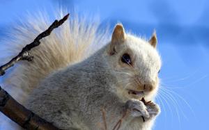 White Squirrel wallpaper thumb