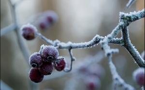 Frozen berries wallpaper thumb