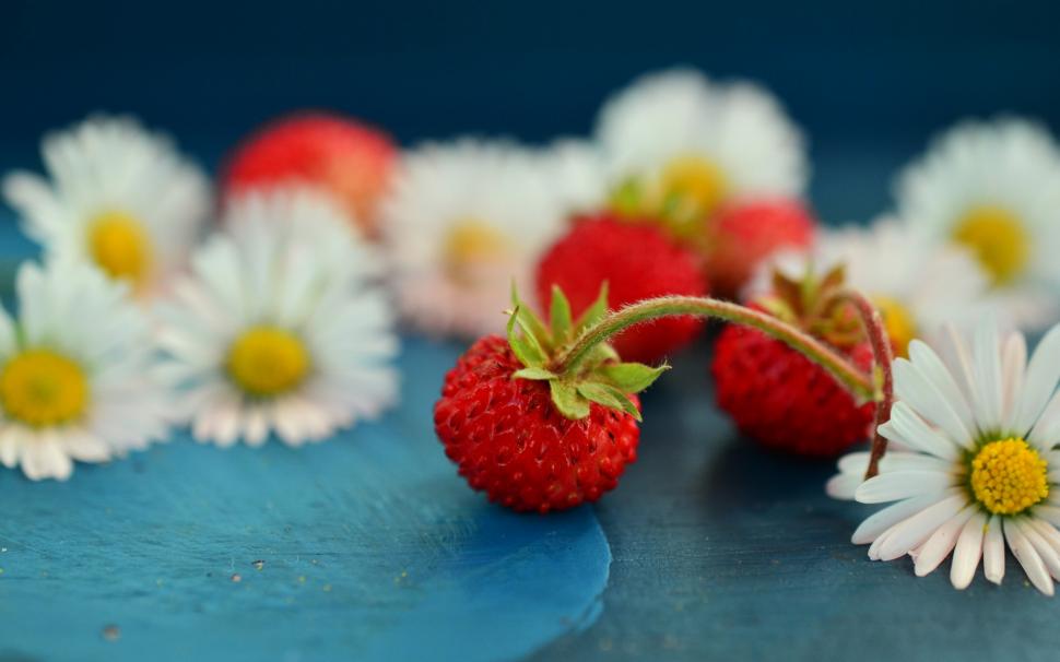Strawberries wallpaper,strawberries wallpapers HD wallpaper,berries backgrounds HD wallpaper,Daisies  HD wallpaper,download 3840x2400 strawberries HD wallpaper,2880x1800 wallpaper