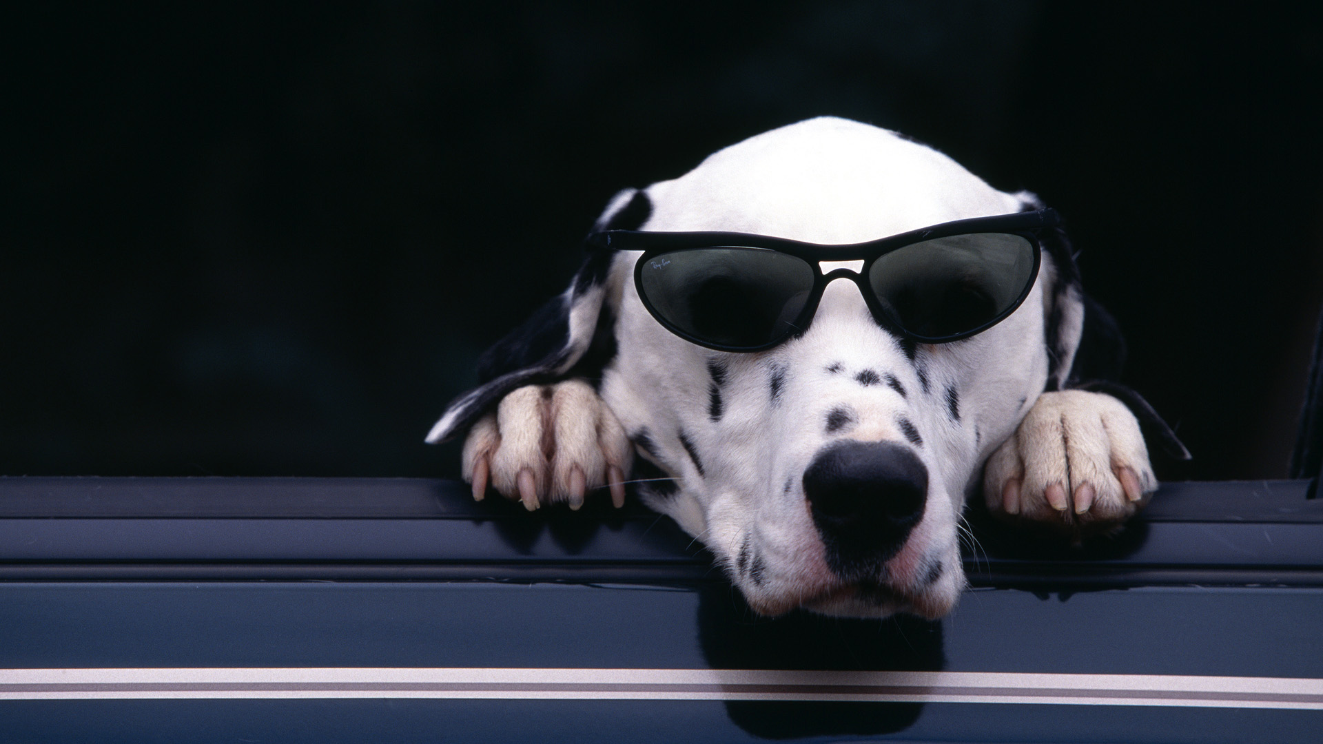 Dog Sunglasses HD wallpaper | animals | Wallpaper Better