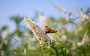 Butterfly on the flowers, blurring background wallpaper thumb