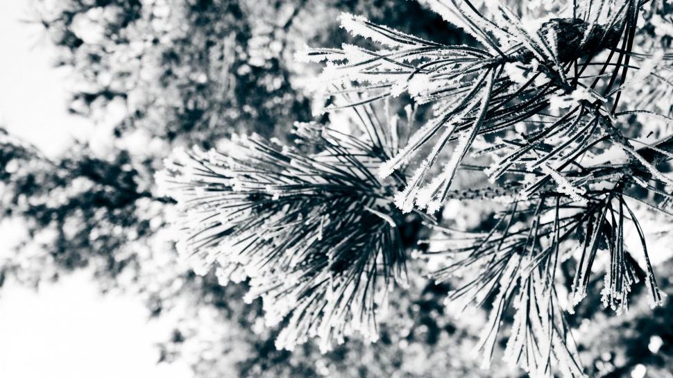 Nature Winter Snow Trees Frozen Magazine wallpaper,trees HD wallpaper,frozen HD wallpaper,magazine HD wallpaper,nature HD wallpaper,snow HD wallpaper,winter HD wallpaper,1920x1080 wallpaper
