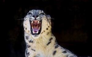 Angry Snow Leopard wallpaper thumb