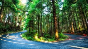 Forest, Oregon, Green, Road, Light Trails wallpaper thumb