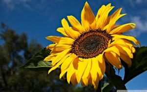 Sunny Sunflower wallpaper thumb
