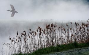 Reeds, lake, fog, duck fly wallpaper thumb