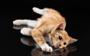 Cute cat, white paws, lying at desktop, reflection, black background wallpaper thumb