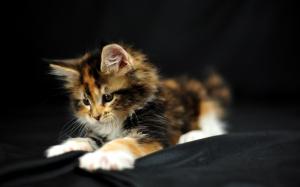 Cat Kitten Macro HD wallpaper thumb
