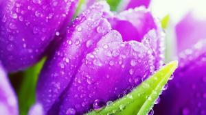 Purple tulip flowers, crystal drops wallpaper thumb