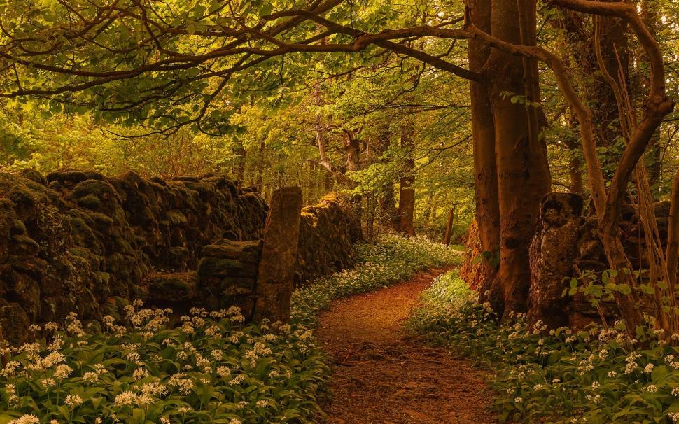 Forest, trees, footpath, flowers, fence, England wallpaper,Forest HD wallpaper,Trees HD wallpaper,Footpath HD wallpaper,Flowers HD wallpaper,Fence HD wallpaper,England HD wallpaper,1920x1200 wallpaper
