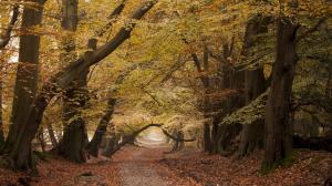 Road, trees, autumn, nature scenery wallpaper thumb