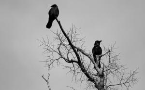 Black Crows wallpaper thumb