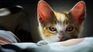 Cute kitten, face, eyes wallpaper thumb
