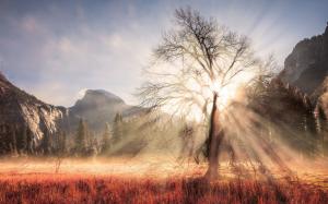 USA, California, Yosemite National Park, winter, tree, sun rays, mountains wallpaper thumb