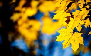 Maple Yellow Leaves wallpaper thumb