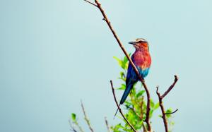Blue and red colors of bird wallpaper thumb