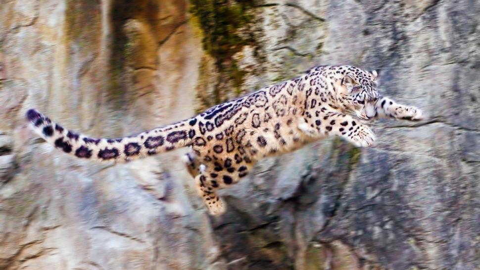 Snow Leopard Leopard Jump Stop Action HD wallpaper,animals HD wallpaper,snow HD wallpaper,action HD wallpaper,jump HD wallpaper,leopard HD wallpaper,stop HD wallpaper,1920x1080 wallpaper