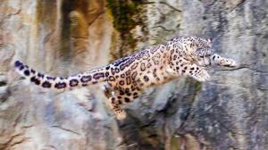 Snow Leopard Leopard Jump Stop Action HD wallpaper thumb
