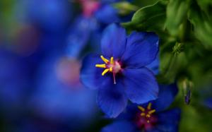 Blue wild flower close-up wallpaper thumb