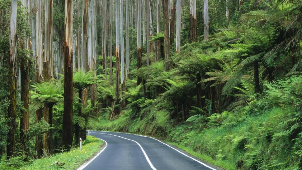 Road Thru Yarra Rainforest Australia wallpaper,tree trunks HD wallpaper,forest HD wallpaper,road HD wallpaper,evergreens HD wallpaper,nature & landscapes HD wallpaper,1920x1080 wallpaper
