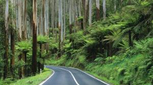 Road Thru Yarra Rainforest Australia wallpaper thumb