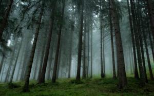 Landscape, Nature, Forest, Mist, Pine Trees wallpaper thumb