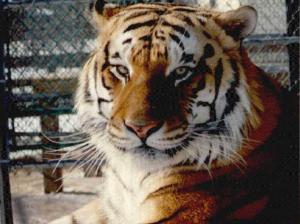 look at me Animals beautiful cat face royalty stripes tiger HD wallpaper thumb
