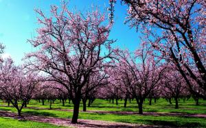 Pink Spring Blossomed Trees wallpaper thumb