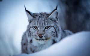 Lynx, wild cat, face, snow, winter wallpaper thumb