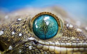 Blue Reptile Eye wallpaper thumb
