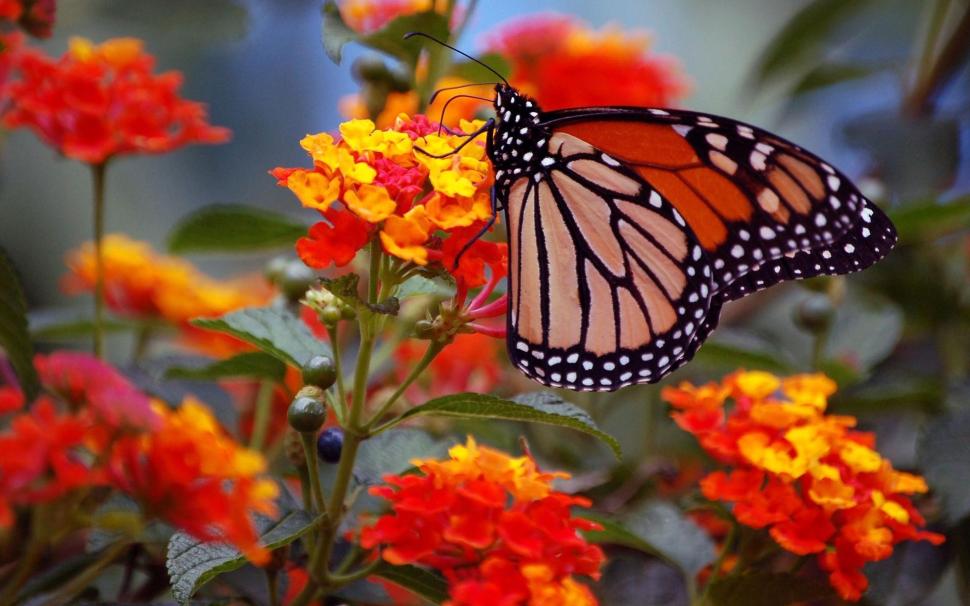 Flowers, butterfly, wings, close-up wallpaper,Flowers HD wallpaper,Butterfly HD wallpaper,Wings HD wallpaper,1920x1200 wallpaper