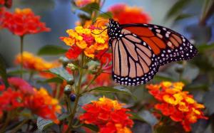 Flowers, butterfly, wings, close-up wallpaper thumb