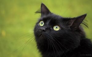 Black Cat Looks High Quality wallpaper thumb