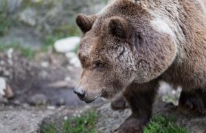 bear, brown, fur, grass wallpaper thumb