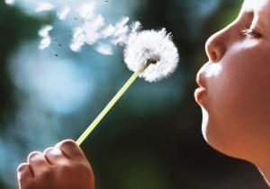 Child Boy Blowing Dandelion Plant wallpaper thumb