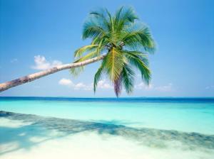 Blue beach a coconut tree wallpaper thumb