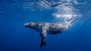 Underwater Largest Whale wallpaper thumb