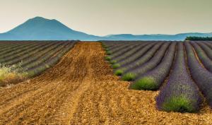 French Lavender Fields wallpaper thumb