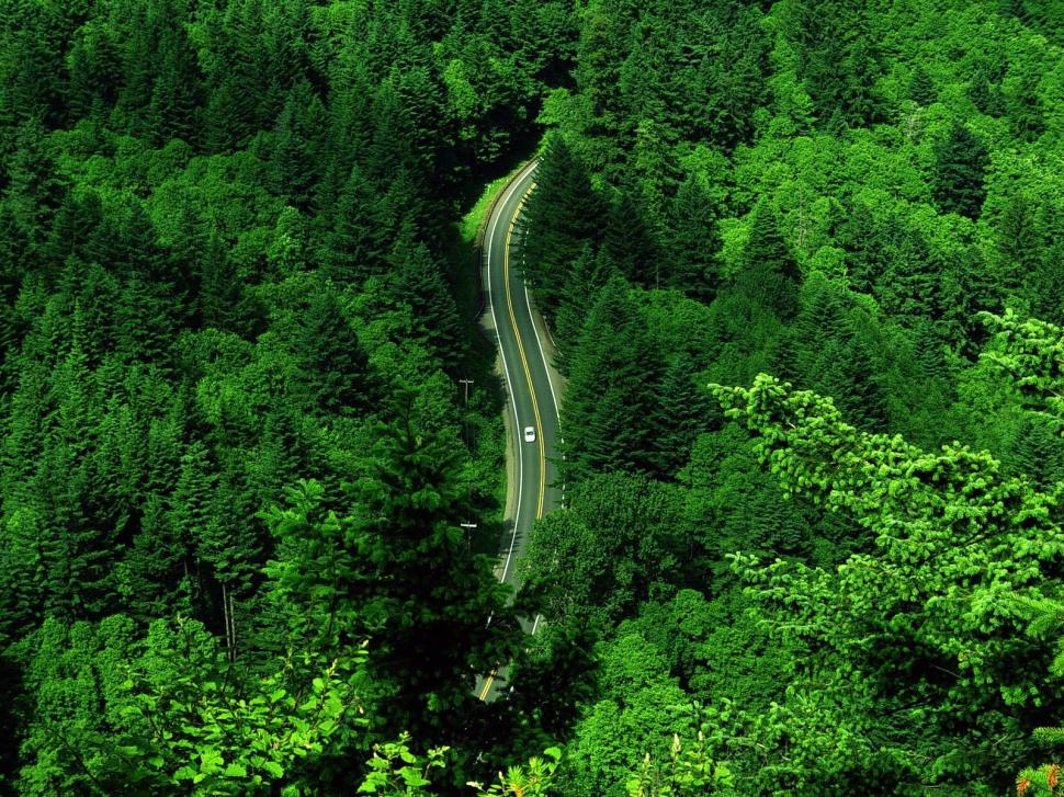 Road, car, forest, trees, green, nature wallpaper,road wallpaper,car wallpaper,forest wallpaper,trees wallpaper,green wallpaper,nature wallpaper,1600x1200 wallpaper