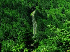 road, car, forest, trees, green, nature wallpaper thumb