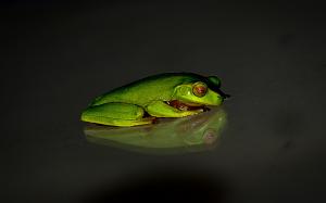 Frog wallpaper thumb