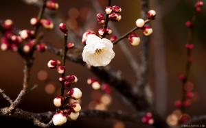 Spring Blossom wallpaper thumb