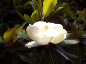 Magnolia Blossom wallpaper thumb