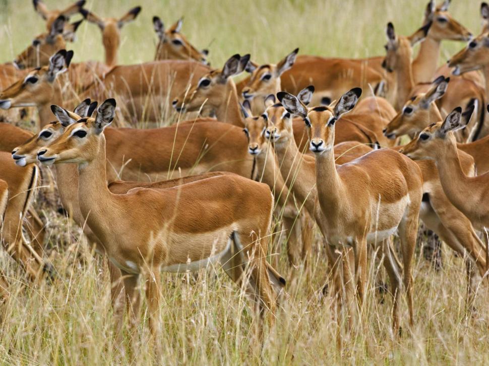 Gazelle Impala African Antelopes wallpaper,antelopes HD wallpaper,african HD wallpaper,animals HD wallpaper,gazelles HD wallpaper,deer HD wallpaper,1920x1440 wallpaper